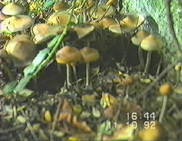 53K 921011C