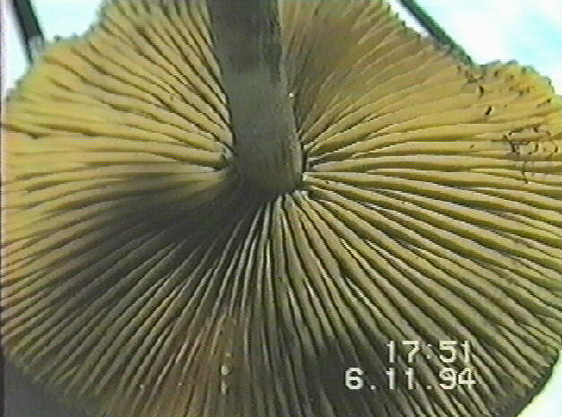 941106u