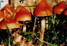 AstOriensis