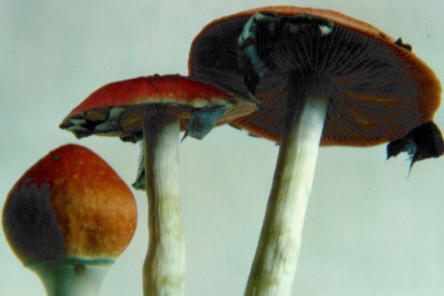 50K Cubensis-2