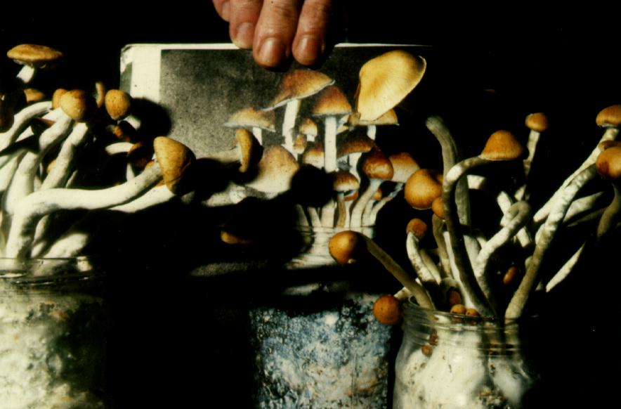 63K Cubensis-3