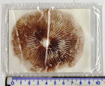 22K SPORES