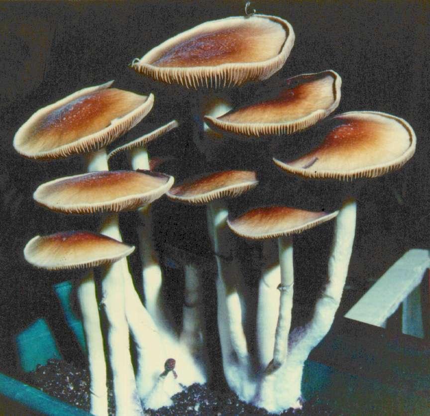 82K Cubensis-1