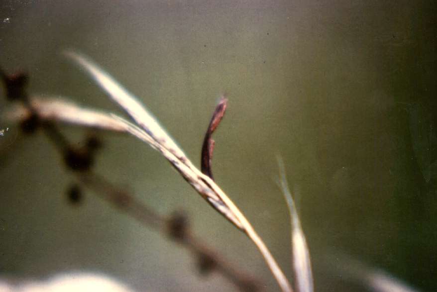 29K Ergot