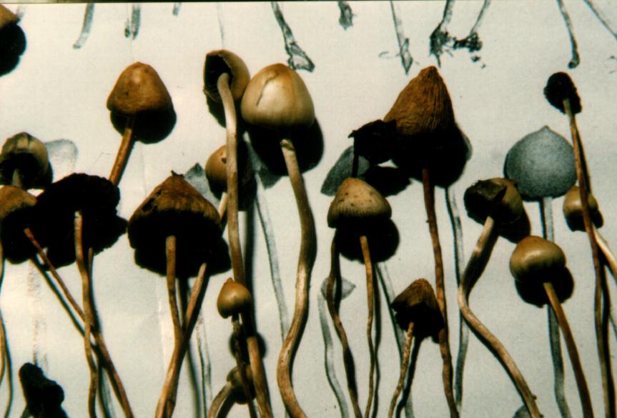 69K Liberty Caps-2