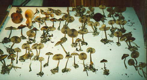 30K ASTORIENSIS