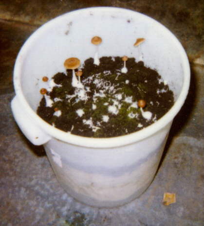 24K Astoriensis in bucket