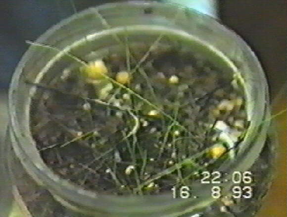 35 K Lepiota 16.8.93