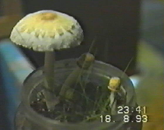 21 K Lepiota 18.8.93