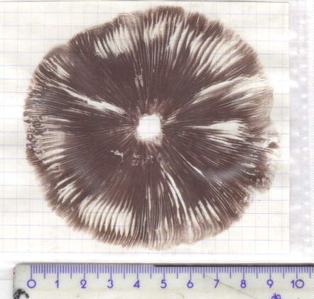 28K SPORES