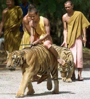 Mönchlein auf Tiger